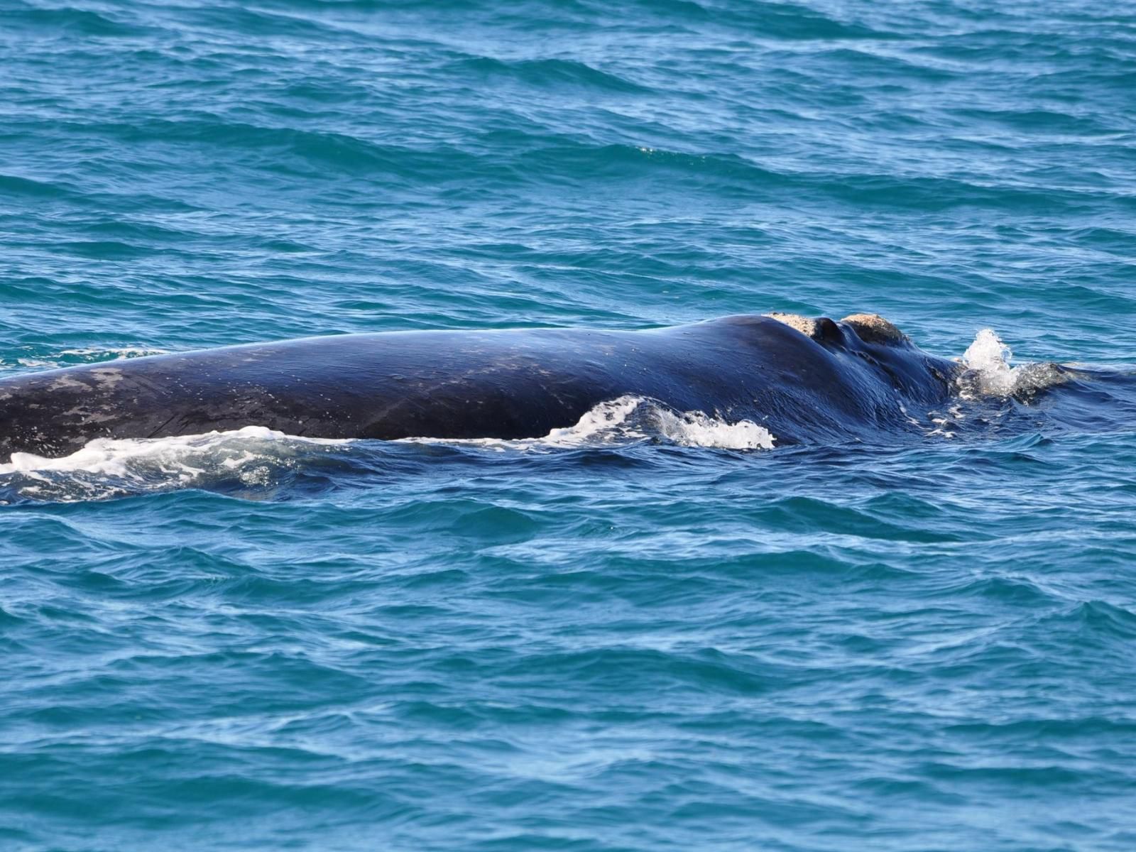 Zeezicht Guest House Perlemoen Bay Gansbaai Western Cape South Africa Colorful, Whale, Marine Animal, Animal