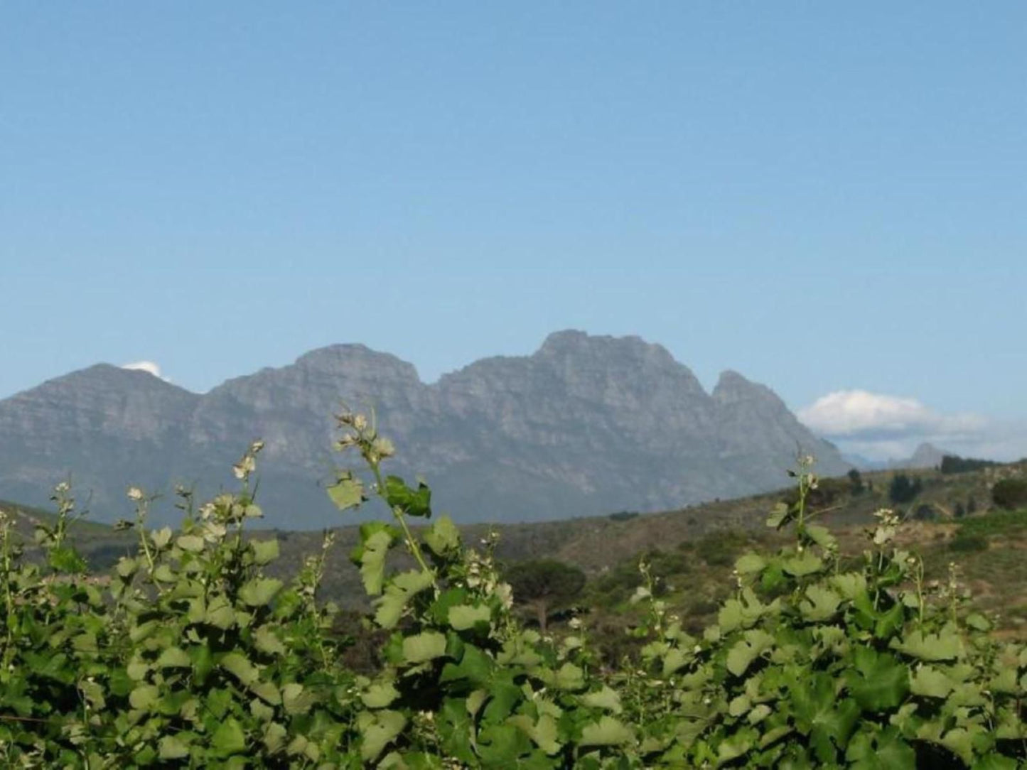 Zevenwacht Wine Estate Stellenbosch Farms Stellenbosch Western Cape South Africa Complementary Colors, Mountain, Nature