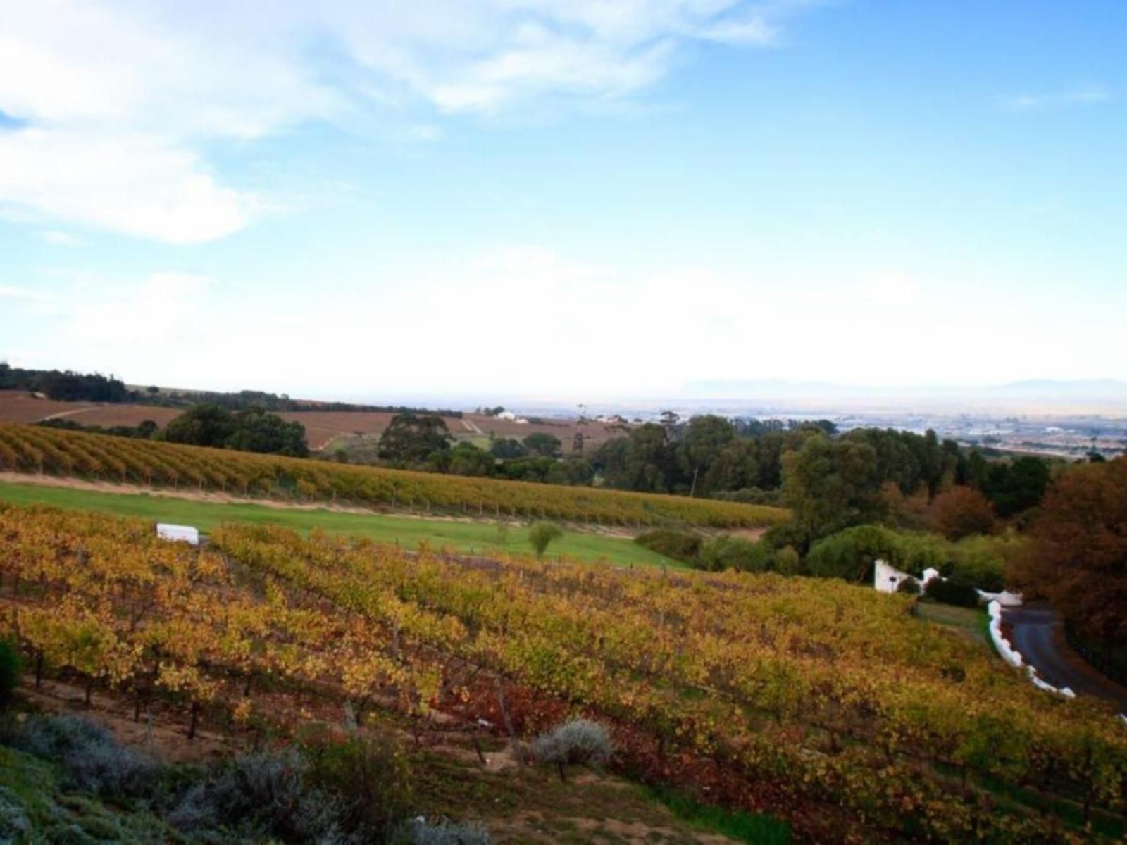 Zevenwacht Wine Estate Stellenbosch Farms Stellenbosch Western Cape South Africa Complementary Colors, Field, Nature, Agriculture