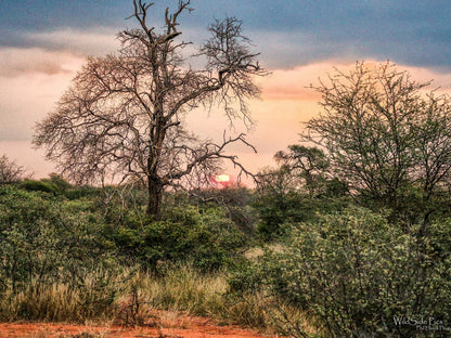 Zingela Nature Reserve Tolwe Limpopo Province South Africa Framing, Nature, Sunset, Sky