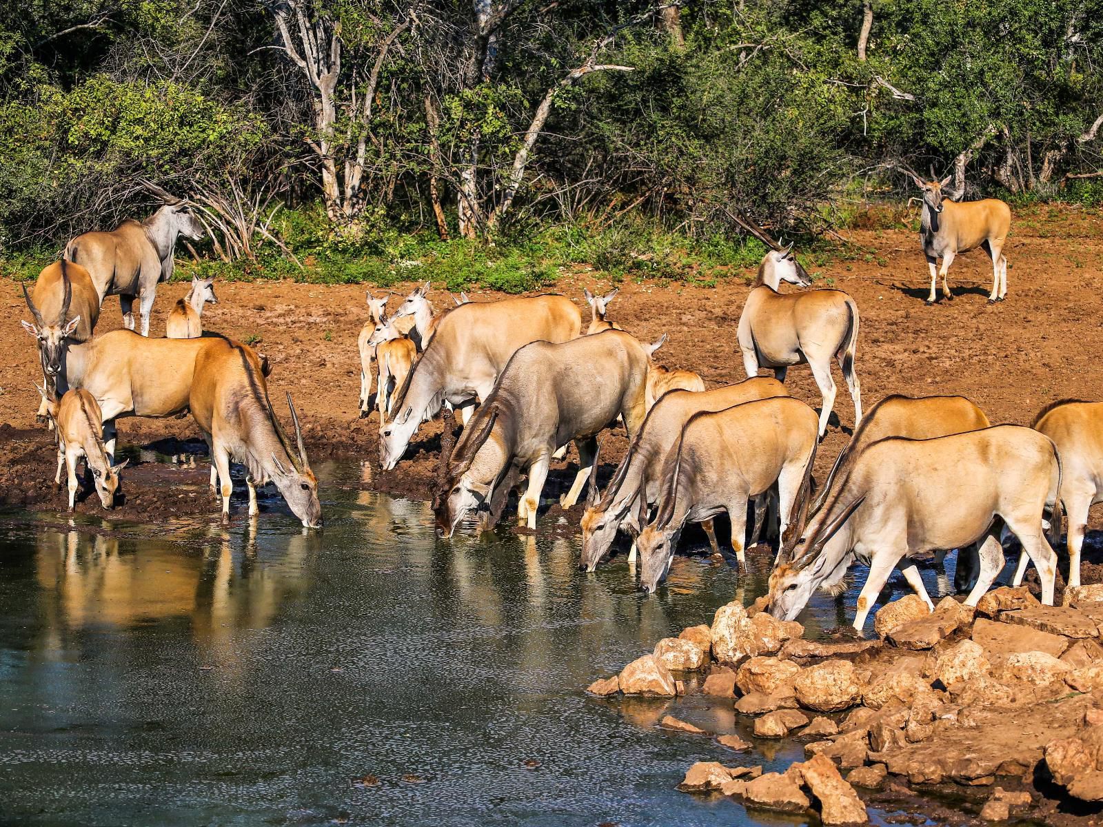 Zingela Nature Reserve Tolwe Limpopo Province South Africa Animal