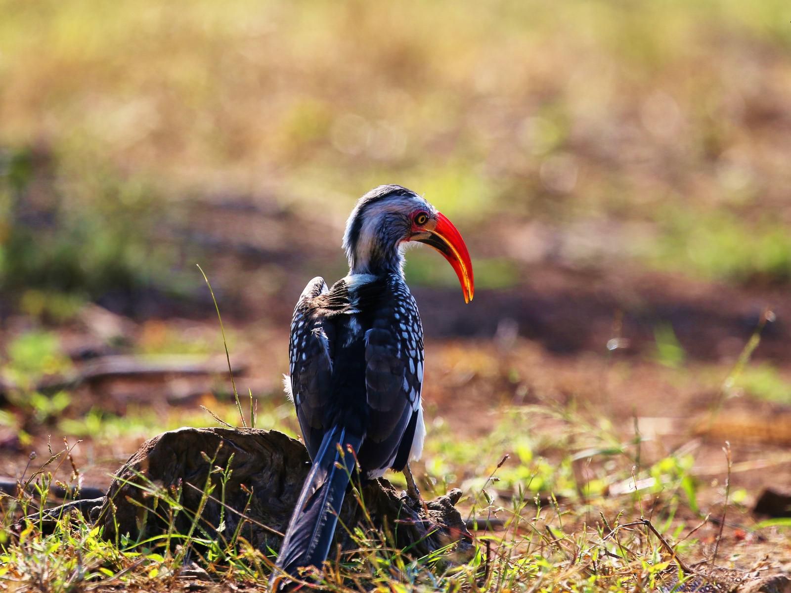 Zingela Nature Reserve Tolwe Limpopo Province South Africa Bird, Animal