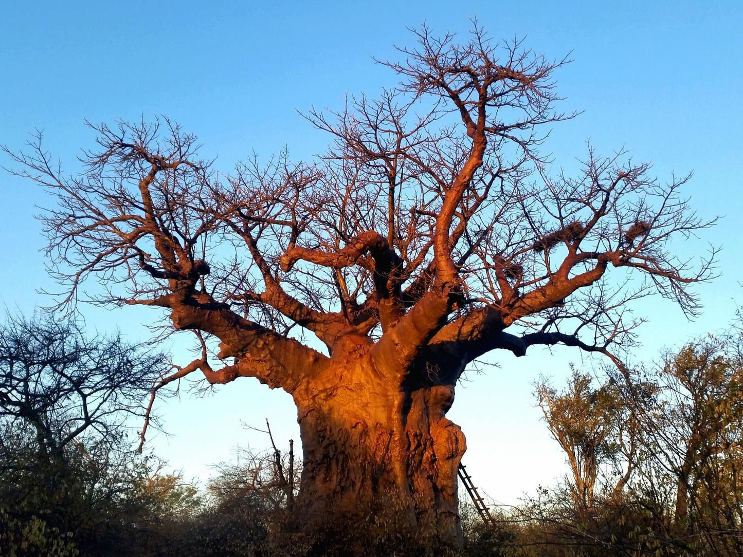 Zingela Nature Reserve Tolwe Limpopo Province South Africa Silhouette, Tree, Plant, Nature, Wood