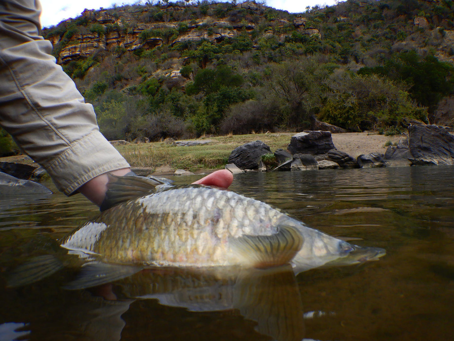 Zingela Safari And River Company Weenen Kwazulu Natal South Africa Fish, Marine Animal, Animal