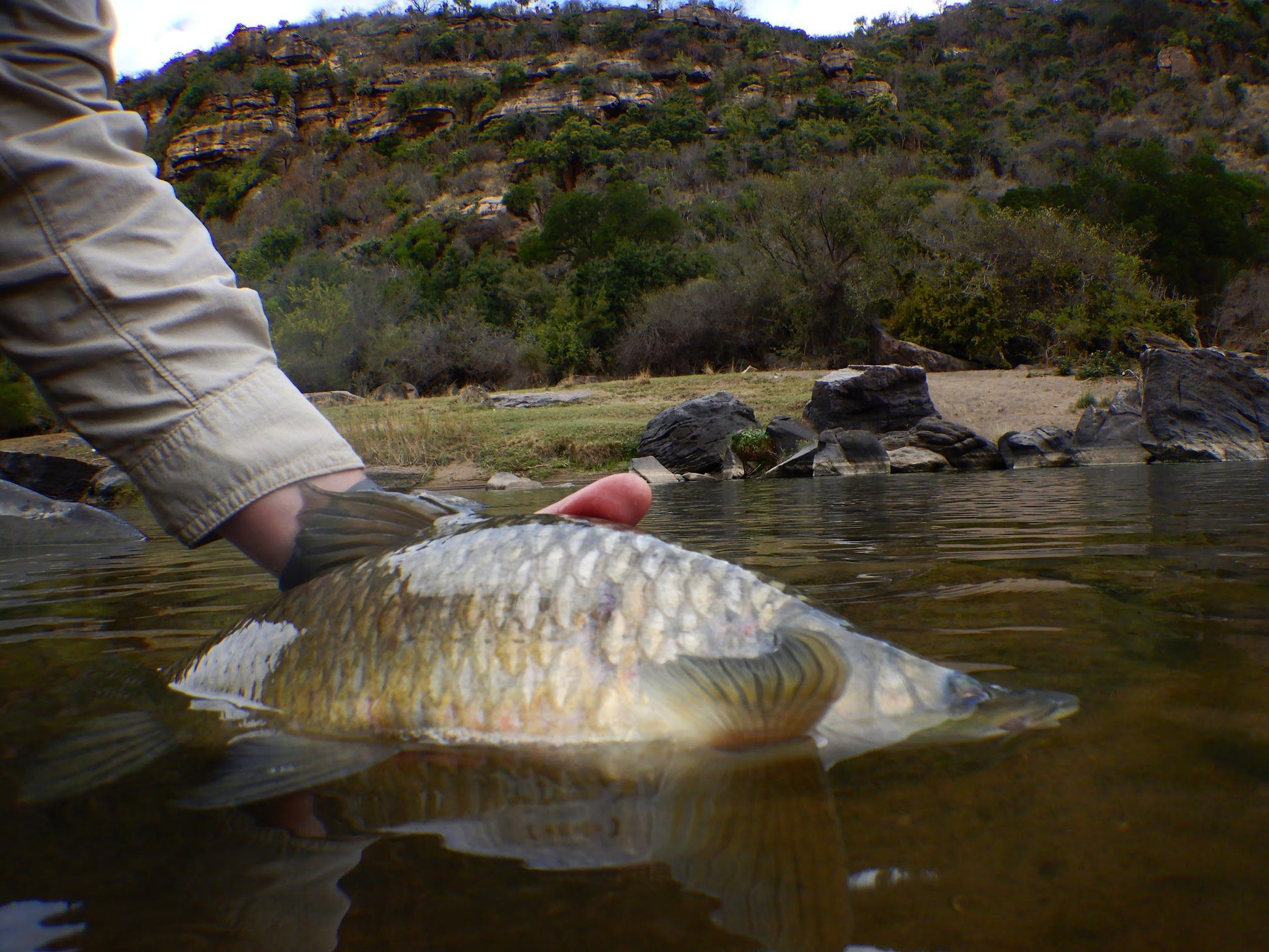 Zingela Safari And River Company Weenen Kwazulu Natal South Africa Fish, Marine Animal, Animal