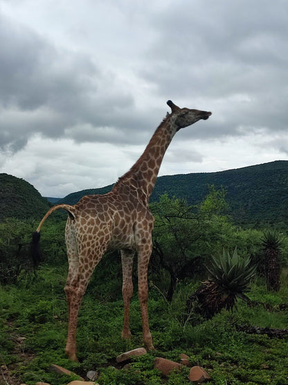 Zingela Safari And River Company Weenen Kwazulu Natal South Africa Giraffe, Mammal, Animal, Herbivore