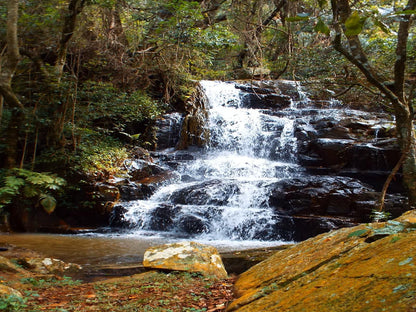 Zongororo Mountain Lodge, Forest, Nature, Plant, Tree, Wood, River, Waters, Waterfall