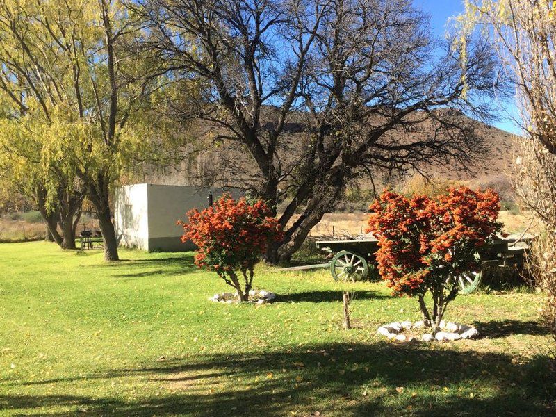 Zonnenstrahl Camping Ground Nieu Bethesda Eastern Cape South Africa Plant, Nature