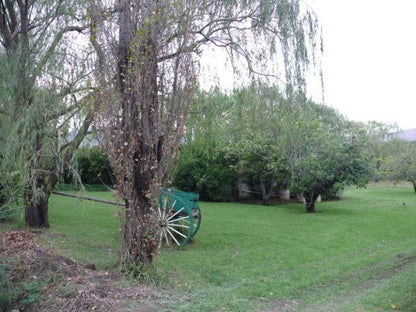 Zonnenstrahl Camping Ground Nieu Bethesda Eastern Cape South Africa Unsaturated, Plant, Nature, Tree, Wood