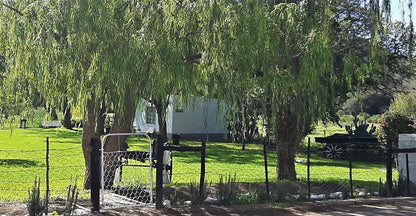 Zonnenstrahl Camping Ground Nieu Bethesda Eastern Cape South Africa Plant, Nature, Tree, Wood