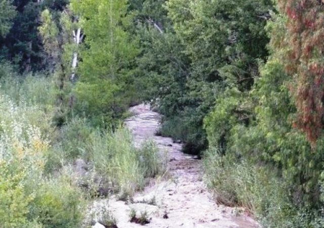 Zonnenstrahl Camping Ground Nieu Bethesda Eastern Cape South Africa Forest, Nature, Plant, Tree, Wood, River, Waters