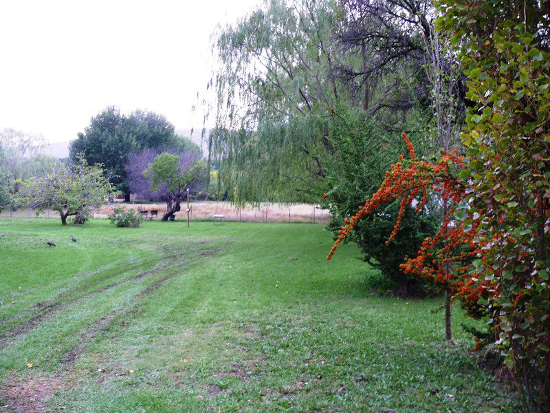 Zonnenstrahl Camping Ground Nieu Bethesda Eastern Cape South Africa Plant, Nature, Garden