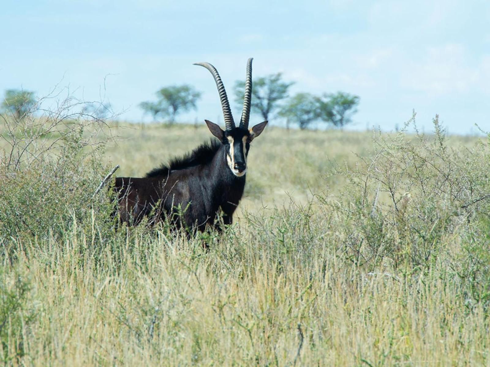 Zoutpanputs Game Lodge Askham Northern Cape South Africa Complementary Colors, Gnu, Mammal, Animal, Herbivore