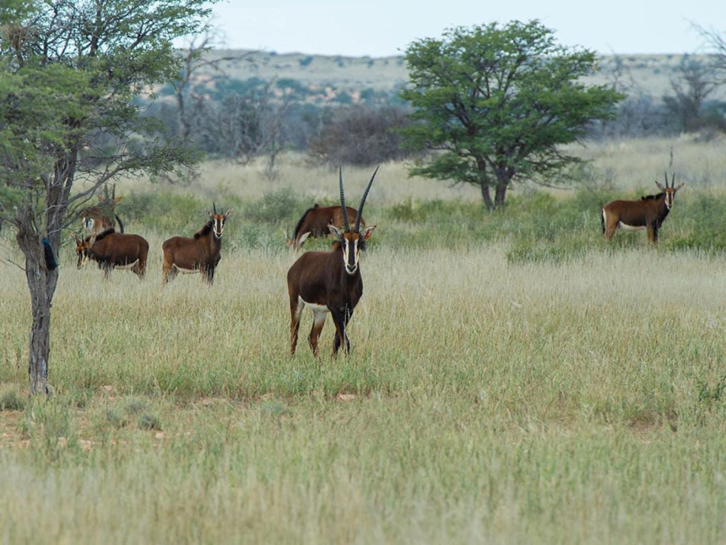 Zoutpanputs Game Lodge Askham Northern Cape South Africa Gnu, Mammal, Animal, Herbivore, Lowland, Nature