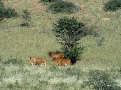 Zoutpanputs Game Lodge Askham Northern Cape South Africa Lion, Mammal, Animal, Big Cat, Predator