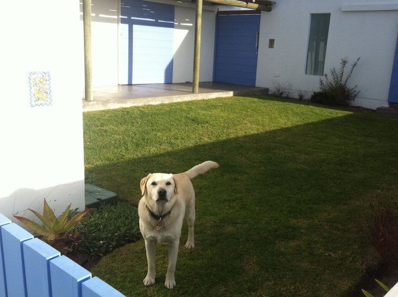 Zula Beach House Mosselbank Paternoster Western Cape South Africa Dog, Mammal, Animal, Pet