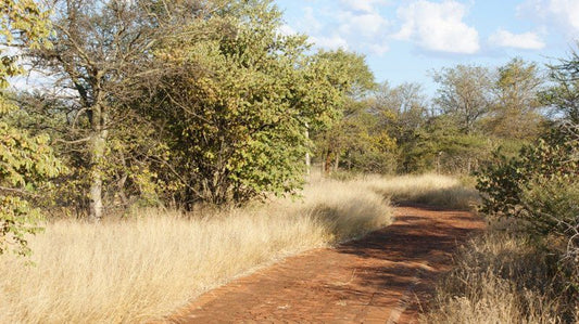 Zulani Safaris Game Farm Vivo Limpopo Province South Africa Lowland, Nature