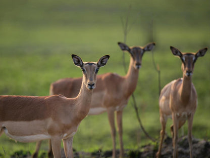 Zulu Waters Game Reserve, Animal