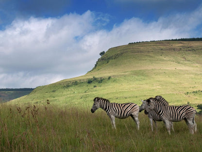 Zulu Waters Game Reserve, Zebra, Mammal, Animal, Herbivore