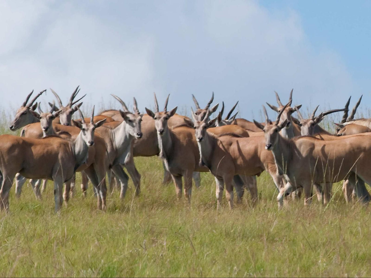 Zulu Waters Game Reserve, Gnu, Mammal, Animal, Herbivore