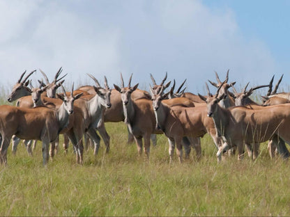 Zuluwaters Game Reserve Mooi River Kwazulu Natal South Africa Complementary Colors, Gnu, Mammal, Animal, Herbivore