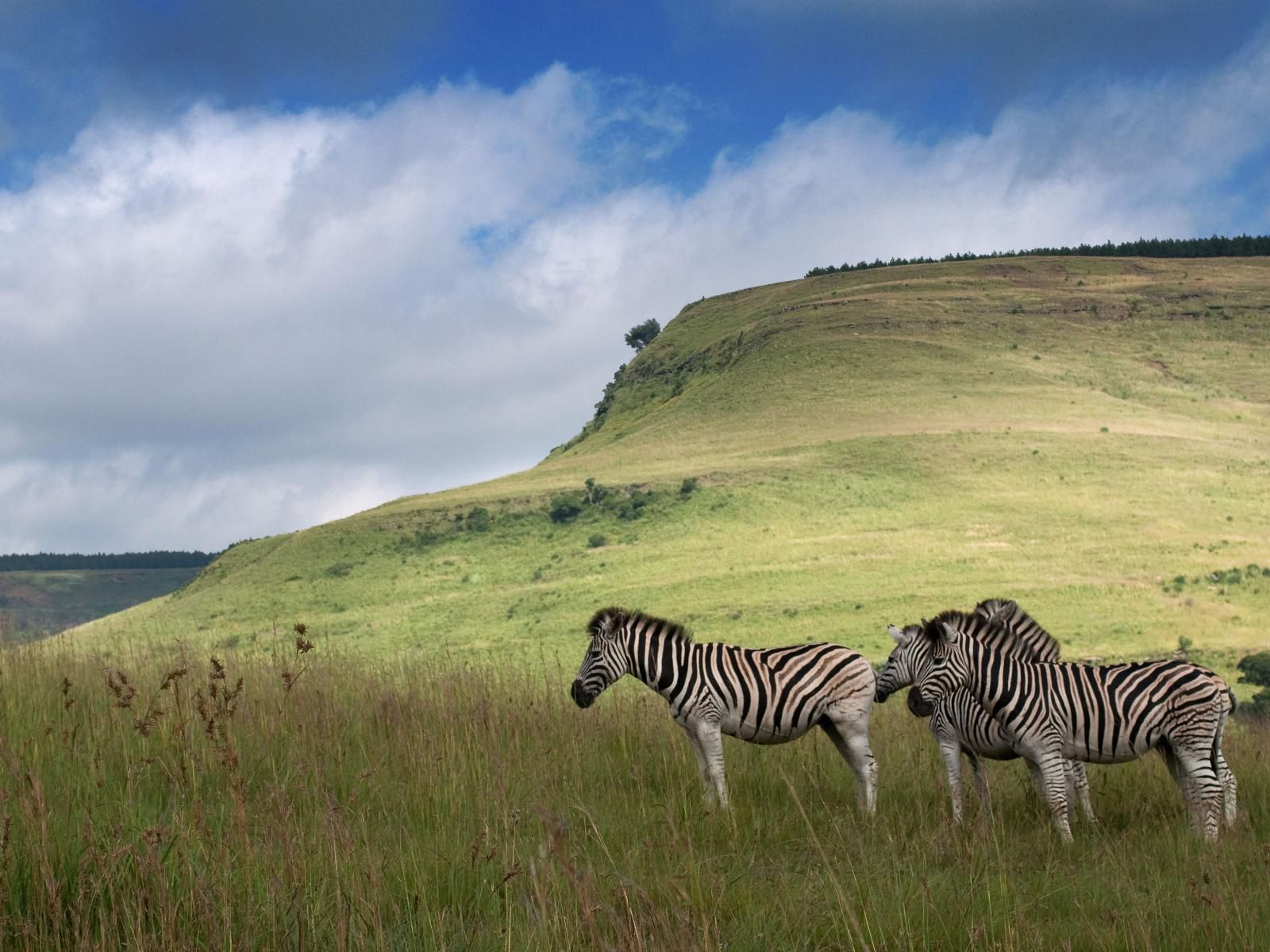 Zuluwaters Game Reserve Mooi River Kwazulu Natal South Africa Complementary Colors, Zebra, Mammal, Animal, Herbivore