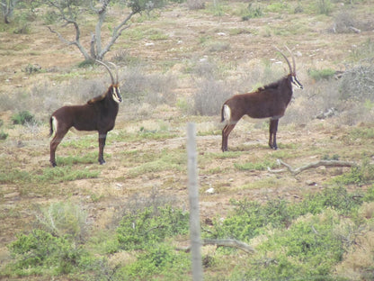 Zungah Lodge, Animal