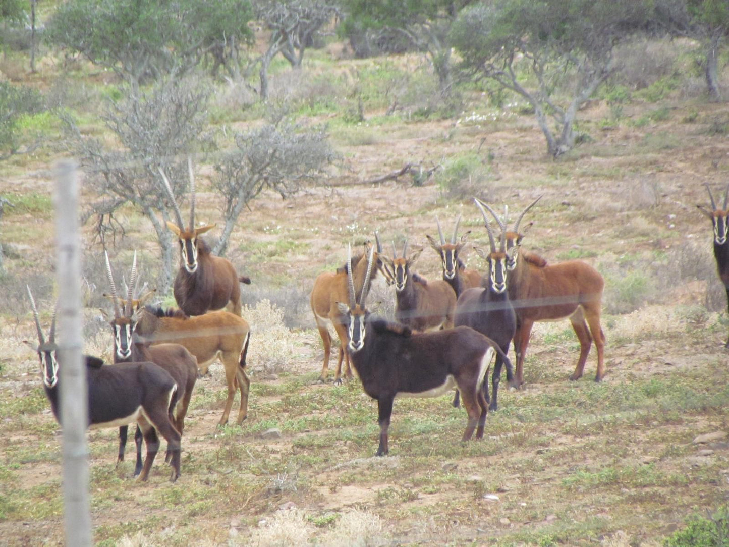 Zungah Lodge, Deer, Mammal, Animal, Herbivore