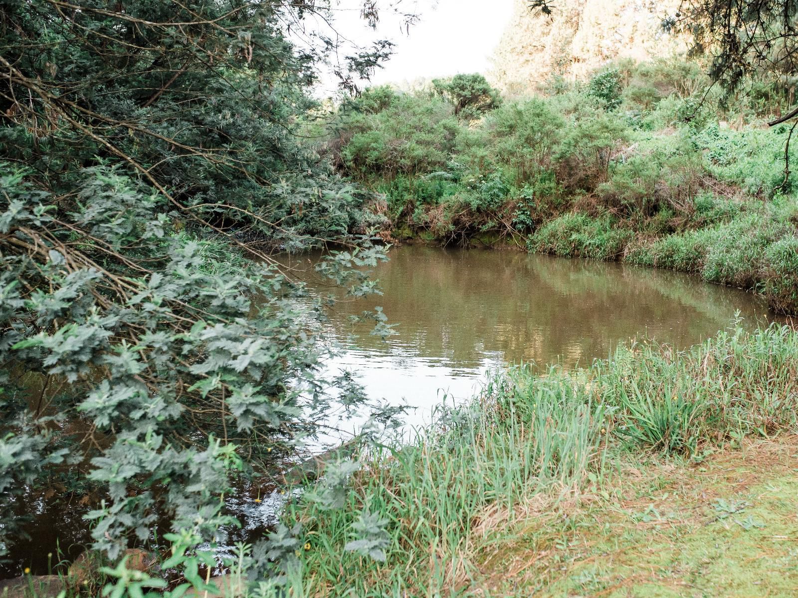 Zwakala River Retreat Haenertsburg Limpopo Province South Africa Forest, Nature, Plant, Tree, Wood, River, Waters