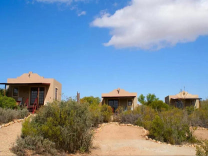 Zwartberg View Mountain Lodge Oudtshoorn Western Cape South Africa Complementary Colors, Colorful, Cactus, Plant, Nature, Desert, Sand