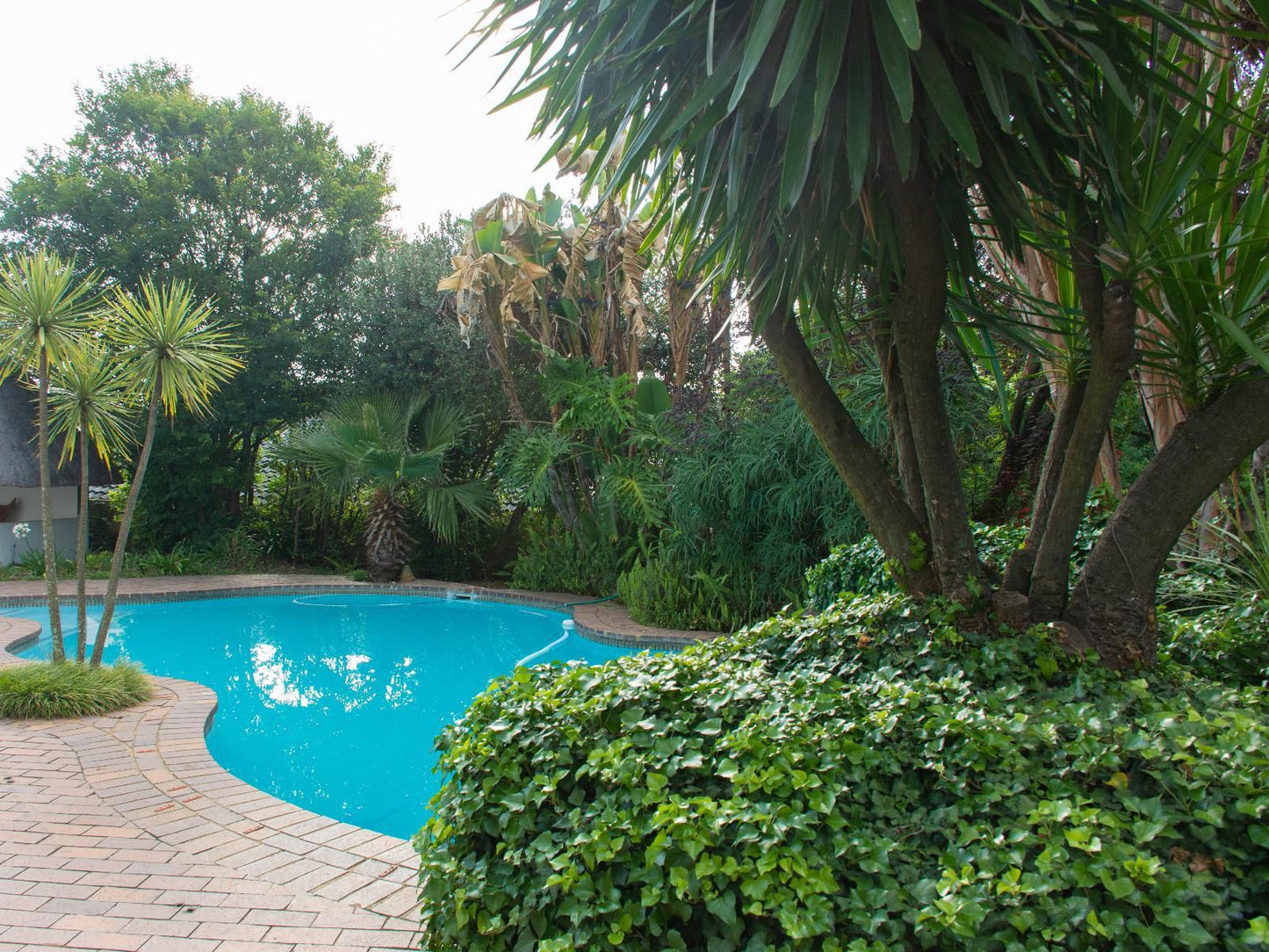 The Cube Zwelakho Luxury Apartments Rivonia Johannesburg Gauteng South Africa Palm Tree, Plant, Nature, Wood, Garden, Swimming Pool